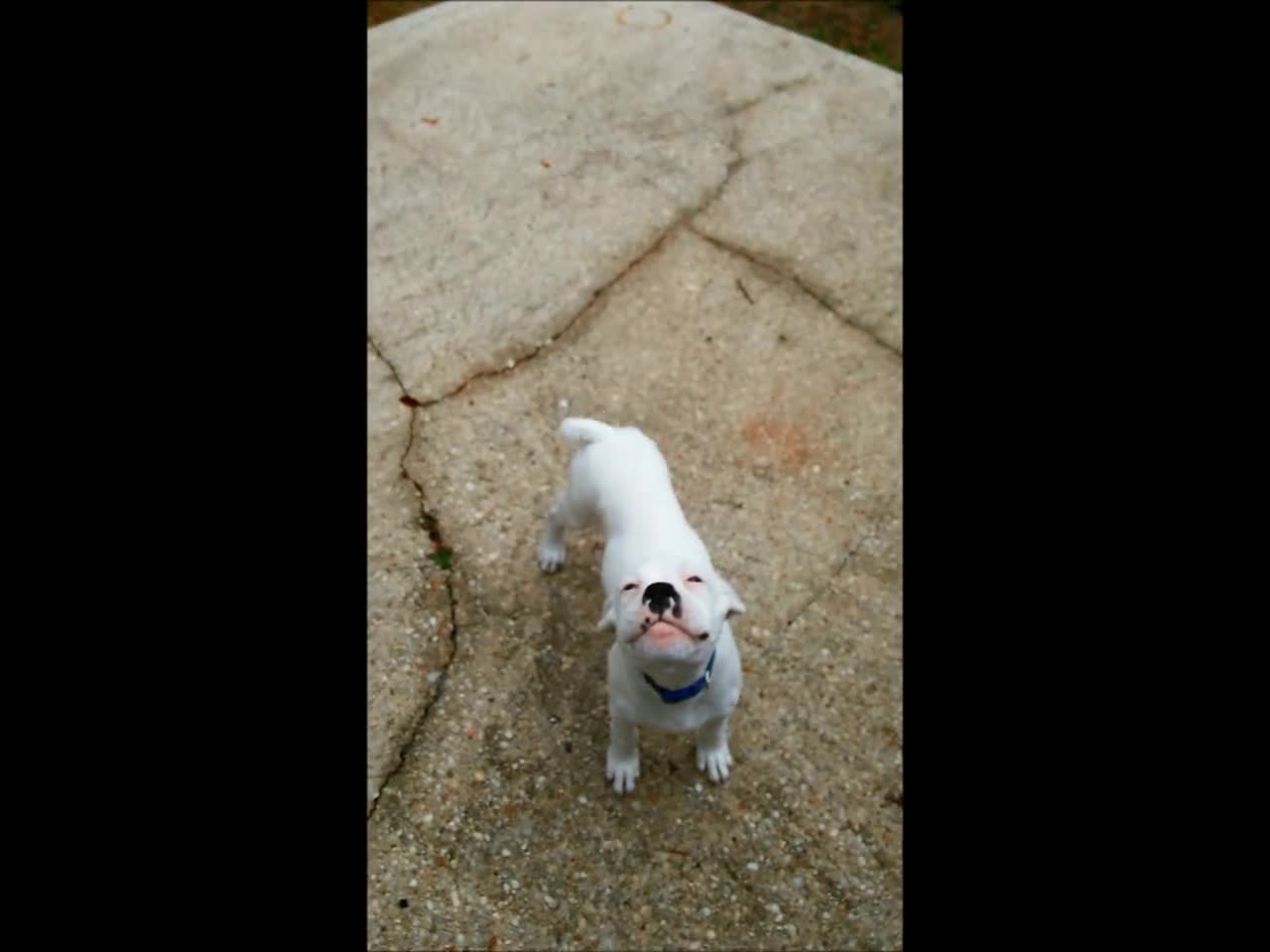 Puppy Indy welcoming me home