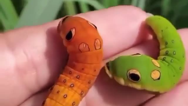 These swallowtail caterpillars look like real-life Pokemon 🤯🐛