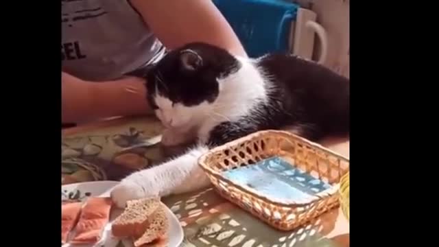 Funniest Cats - Don't try to hold back Laughter - Funny Cats Life