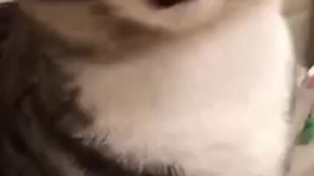 Can your Cat sing a song