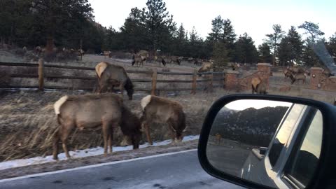 Elk herd in Estes Part Colorado