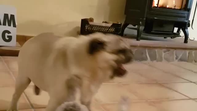 Pug and Catfight