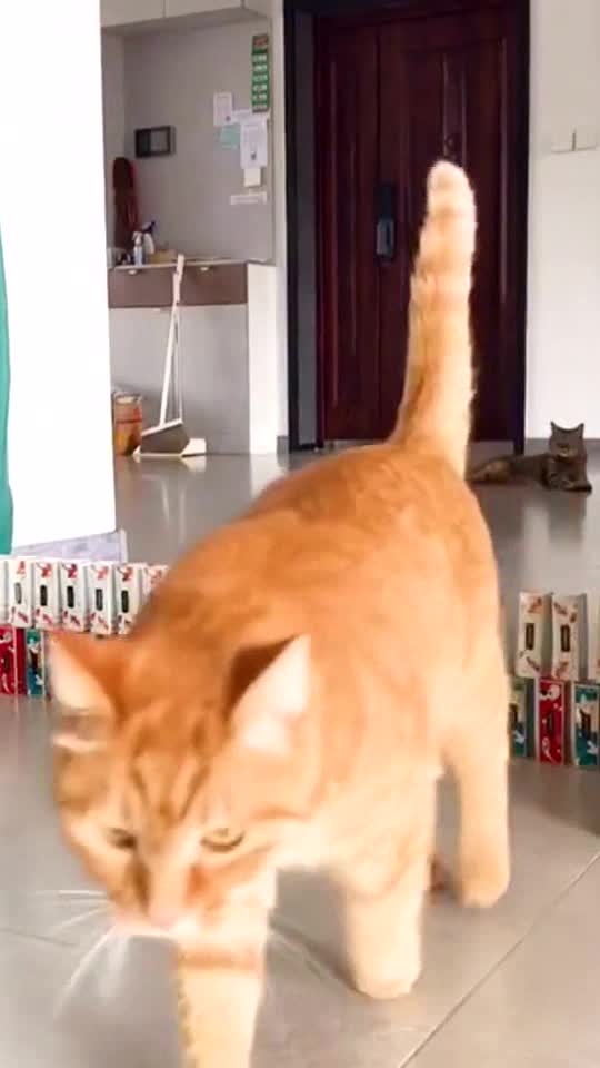 I can jump higher.🐱😎