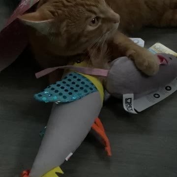 Cat cant wait until Christmas