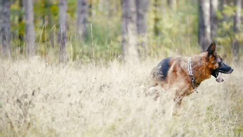 Woman throwing a stick at her dog in the woods