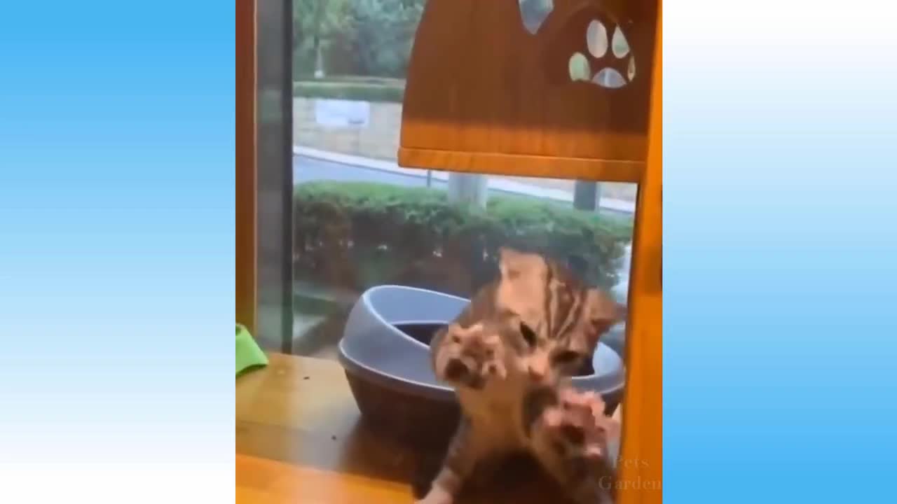 Cat funny video |