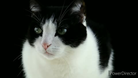 Cute and funny cats compilation video