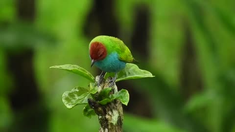 Clearly capture the yellow warbler bird