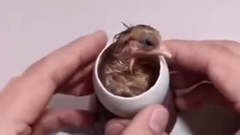 How A Chick Born From An egg🐣