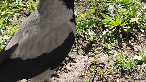 Funny video of a cheeky crow