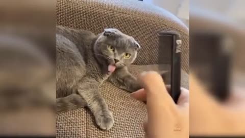 Baby Cats - Cute and Funny Cat Videos Compilation 2021#babycat #funnycats #aww