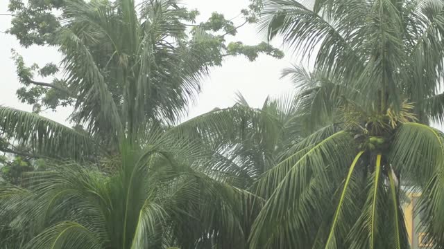 Relax and Chill with sounds of tropical rain . People chatting background ASMR