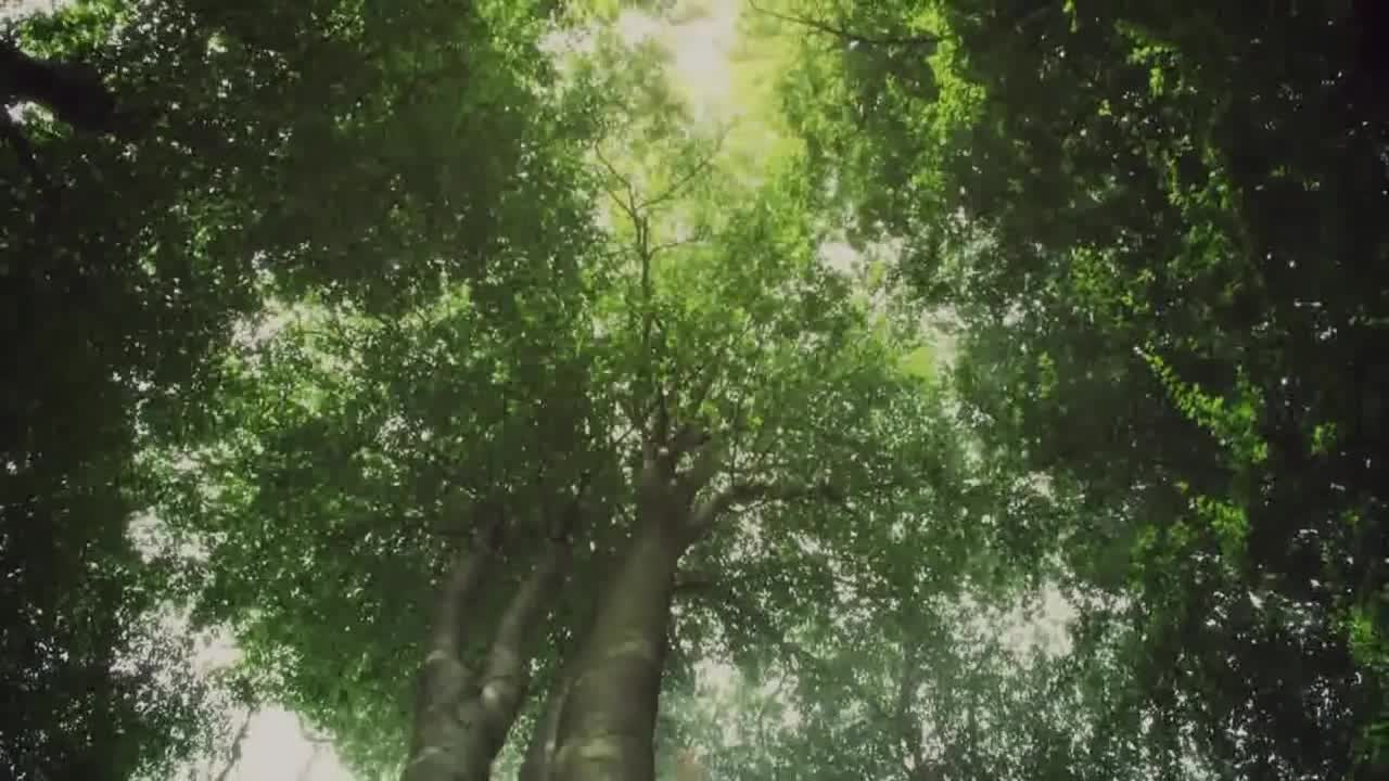 Trump - Acting the Part