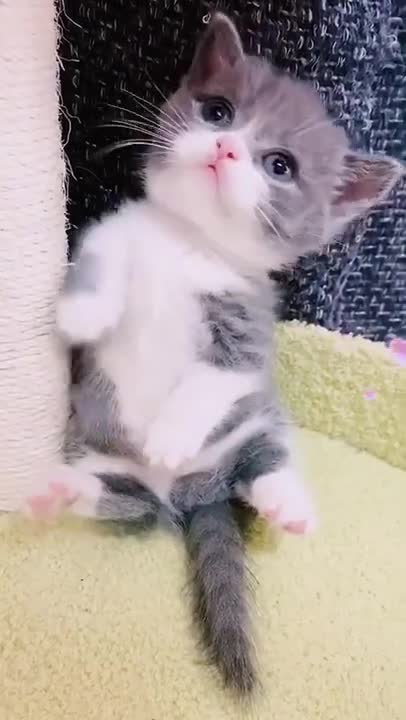 The Cutest Baby Cats Compilation #Shorts