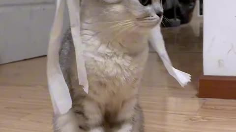 CUTE CAT FUNNY VIDEOS