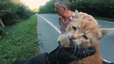 Biker saves a kitten stranded in the middle of the road