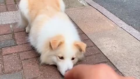 Funny Cute Dog Trained Very Well
