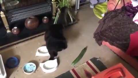 Cucumbers Sneaking up on Cats! Try Not To Laugh! Funny Cats!