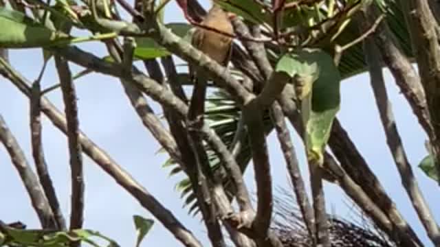 #Back Yard Birds N. Cardinal Momma2