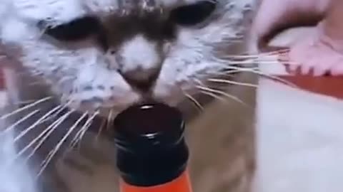 Funny Videos of Dogs, Cats and Other Animals - Cat opening beer bottle