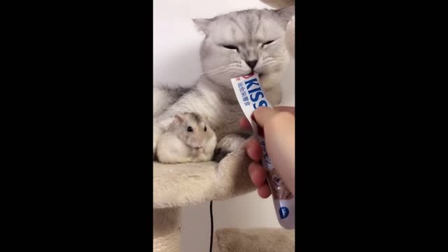 A greedy cat