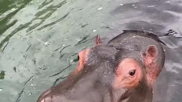 A hippopotamus