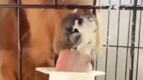 animals are spiritual