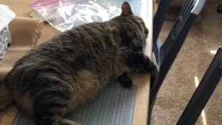 Tuckered Out Kitty Ignores Water Spray
