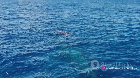 The Great Migration: Witness the Spectacular Journeys of Ocean Giants
