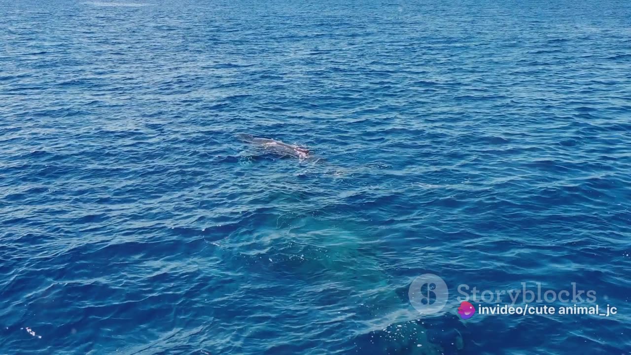 The Great Migration: Witness the Spectacular Journeys of Ocean Giants
