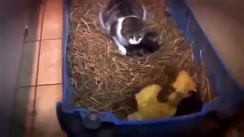 sweet and funny animal collection videos