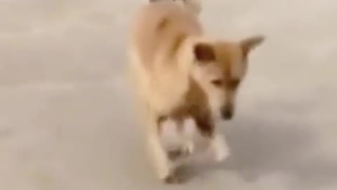 Funny dog dance