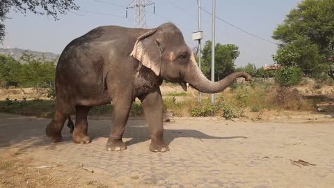 L'éléphant et sa démarche étrange