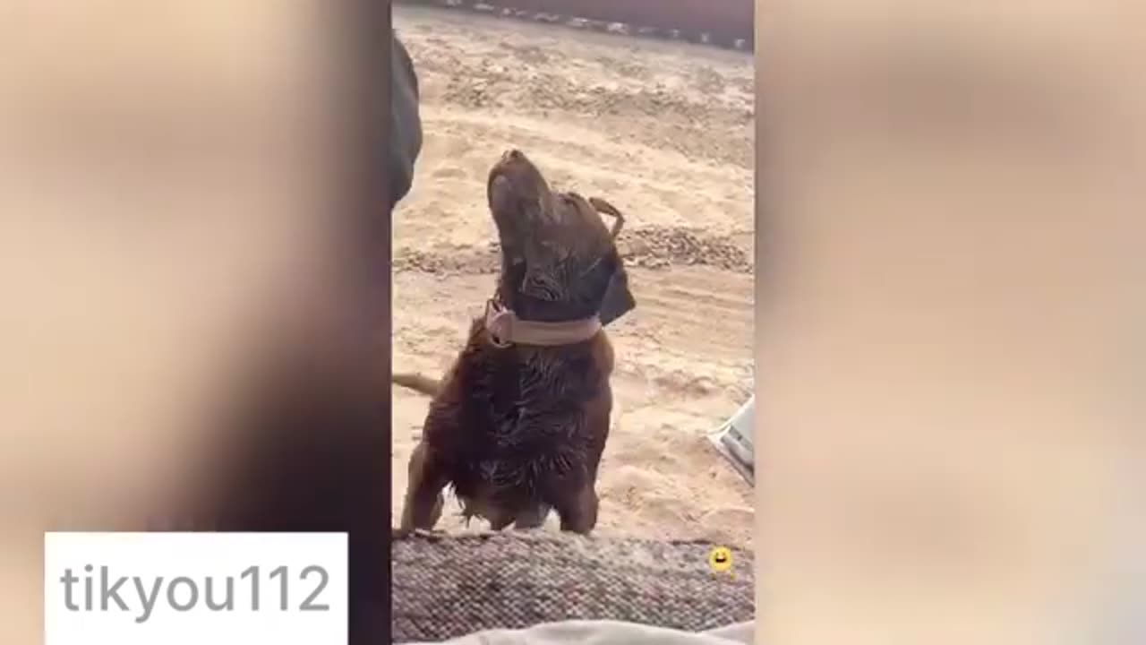 TRY not TO laugh!! compilation #3