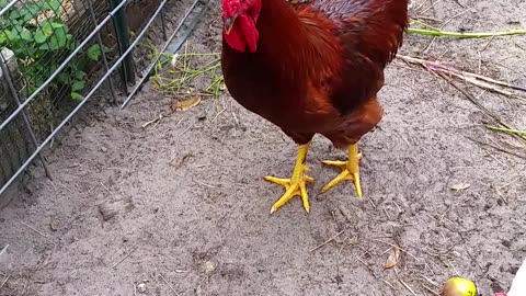 Tadpole Treats For Chickens