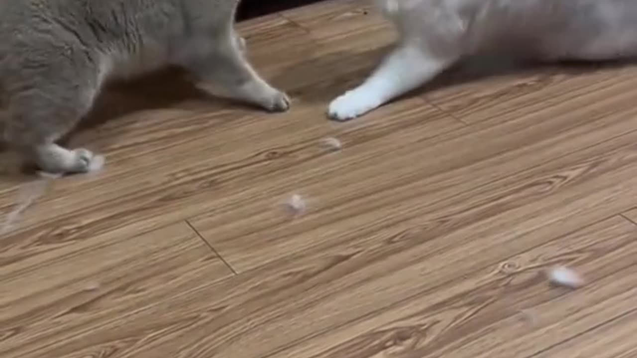 Cat fight