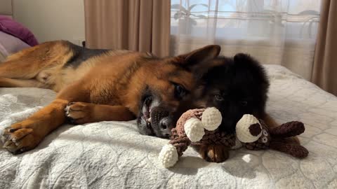 First Steps to the Friendship of the German Shepherd and New Puppy