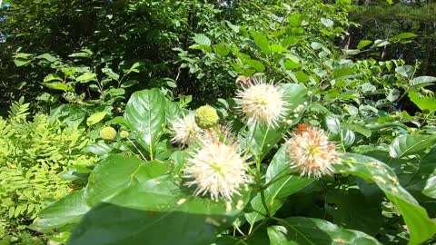 Sugar Shack Buttonbush