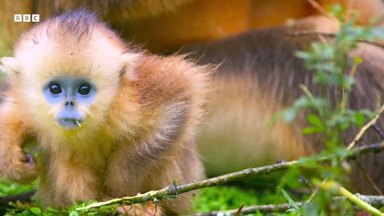 Monkeys Battle Over Pinecones A Perfect Planet 4K UHD BBC Earth