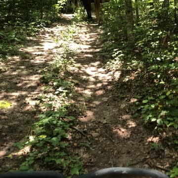 Kentucky horses out in the woods