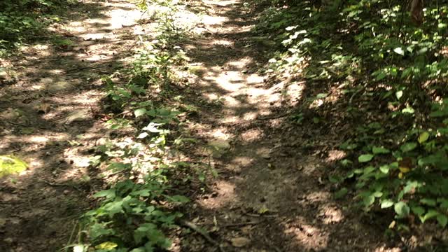 Kentucky horses out in the woods