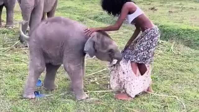 Little elephant loves to play 🤣