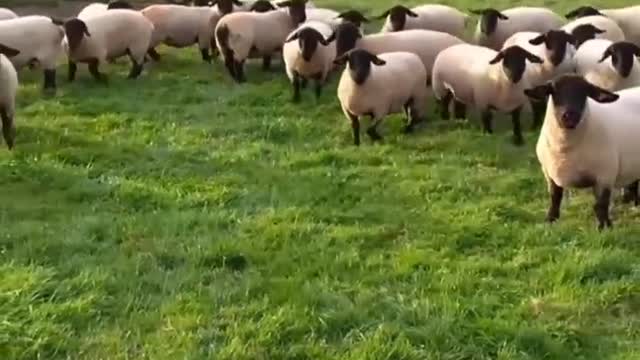 A group of lovely lambs