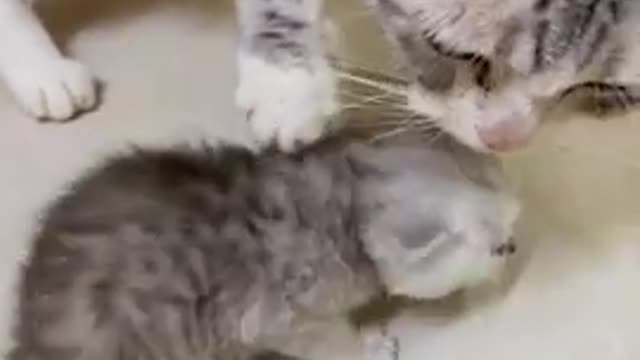 Funny videos for pets 2019 Cute dogs and cats doing funny thing