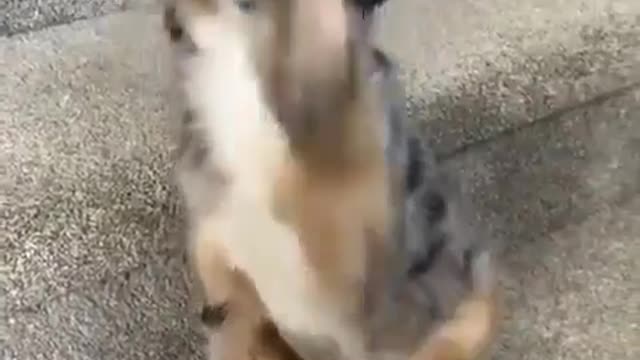 Funny video of Dog