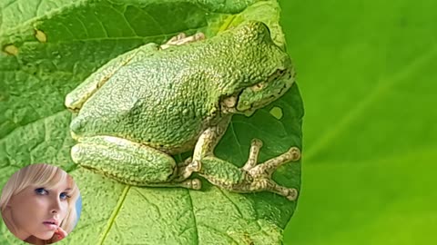 Tree Frog Cool Little Guy or Gall with one eye