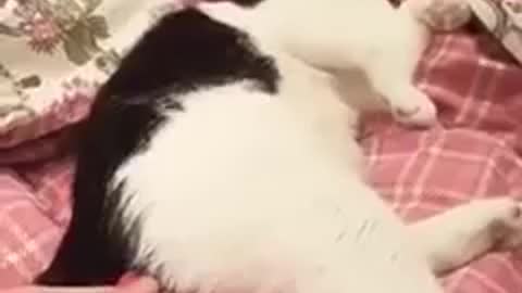 Cat funny moment vs man