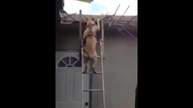 Dog going down the stairs