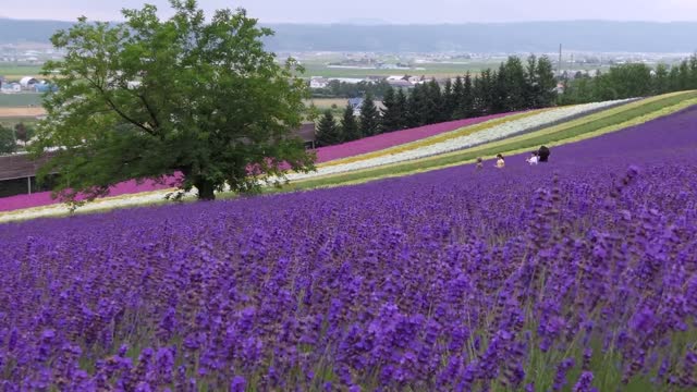 Lavender Flowers, Nature Flowers, 4K