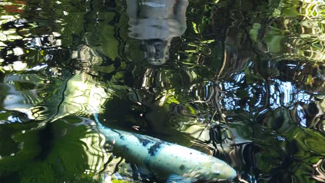 Coy Pond